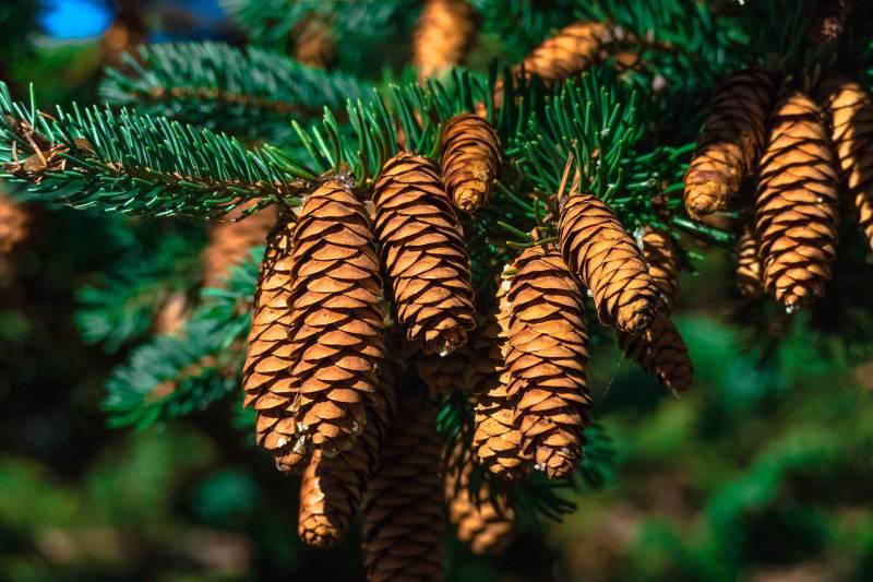 Où trouver une entreprise pour entretenir les arbres d'une copropriété à Lyon ?